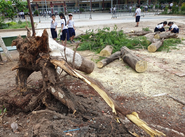 Cây phượng lại bật gốc trong trường tiểu học tại Bình Dương - Ảnh 1.