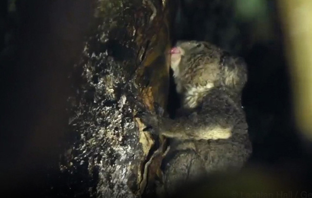 Phát hiện bất ngờ loài koala uống nước từ cây - Ảnh 1.