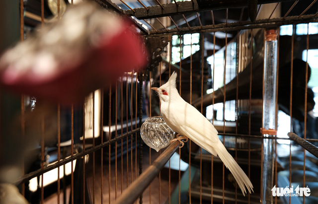 Chim 'Bạch Vương môi hồng', đại gia trả 500 triệu không bán