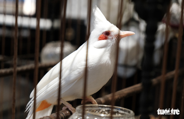 Những Loài chim Đột Biến Gen & Bạch Tạng vẻ đẹp Độc Lạ Nhất trên Thế Giới -  Part 1 | Albino Birds - YouTube