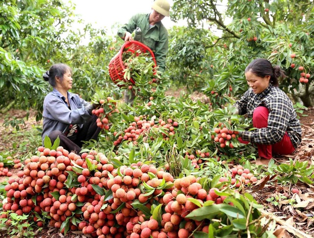 Tập trung đẩy mạnh tín dụng chính sách - Ảnh 1.