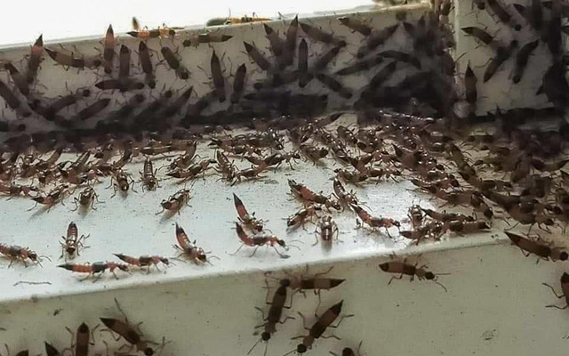 Chia sẻ với hơn 136 về kiến ba khoang màu đen mới nhất -  phanbonvietmy.com.vn