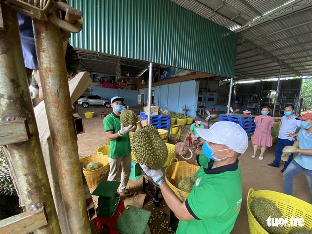 Huyện áp thuế doanh thu sầu riêng giữa mùa dịch, chủ vựa khóc ròng, dân bức xúc - Ảnh 4. Huyện áp thuế doanh thu sầu riêng giữa mùa dịch, chủ vựa khóc ròng, dân bức xúc - Ảnh 4.