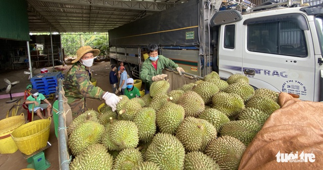 Huyện áp thuế doanh thu sầu riêng giữa mùa dịch, chủ vựa khóc ròng, dân bức xúc - Ảnh 6. Huyện áp thuế doanh thu sầu riêng giữa mùa dịch, chủ vựa khóc ròng, dân bức xúc - Ảnh 6.