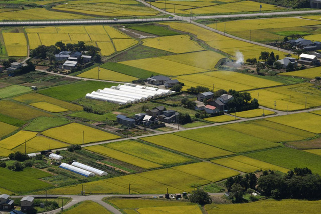 Nhật Bản phát triển giống lúa có khả năng chịu mặn - Ảnh 1.