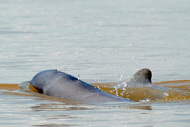 Campuchia đề cử 4 khu bảo tồn cá heo nước ngọt vào danh sách di sản - Ảnh 1.