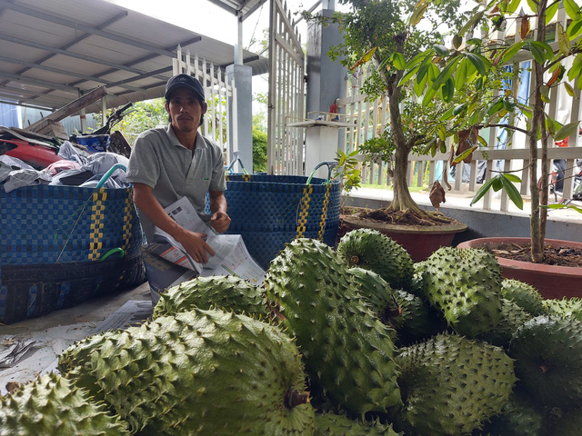 Trái cây miền Tây sẵn sàng ra chợ Tết - Ảnh 2.