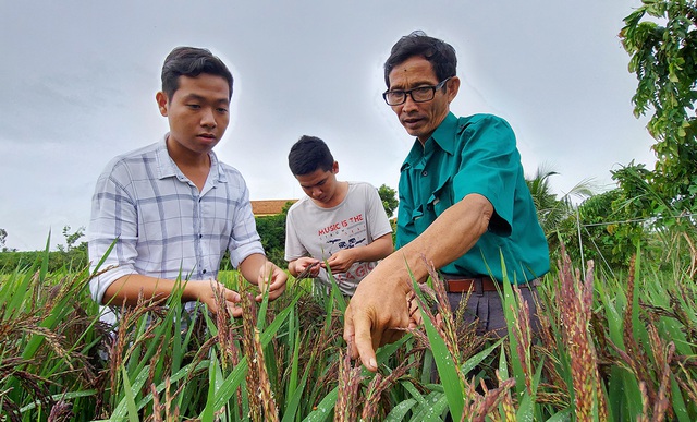 Tôi mua muối về... bón lúa, người ta bảo tôi điên - Ảnh 1.