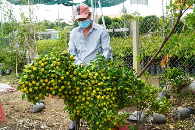 Đa dạng đầu ra nông sản Tết - Ảnh 2.