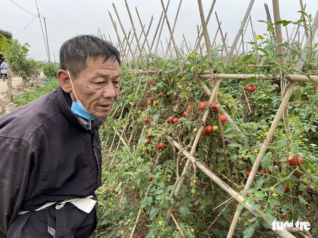 Nhà hàng, quán ăn đóng cửa, dân trồng rau Hà Nội đứt ruột ngóng thương lái - Ảnh 2.