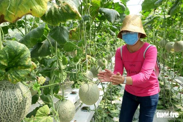 Chú ơi, sao cây chỉ có một trái? - Ảnh 6.