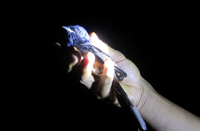 Cách chăm sóc chích chòe lửa thay lông nhanh | Diễn đàn chim cá cảnh -  Thiên Đường Cá Cảnh