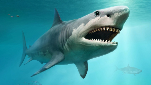 Nghiên cứu đầu tiên chứng minh cá mập cảm nhận từ trường để định hướng - Ảnh 1.