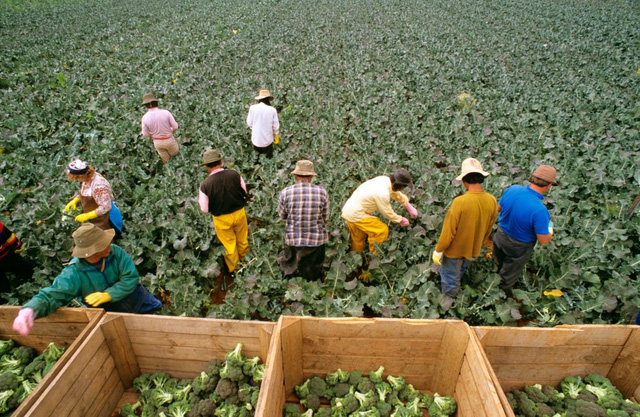 Australia triển khai thị thực lao động nông nghiệp mới vào tháng 9/2021 - Ảnh 1.