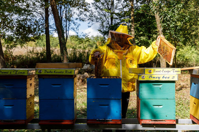 Bật mí kỹ thuật nuôi ong lấy mật tại nhà chi tiết nhất