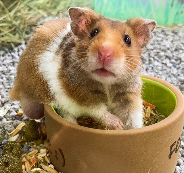 Mô hình chuột Hamster hãng Mojo  Thiết kế tại UK  Phân phối tại Mota