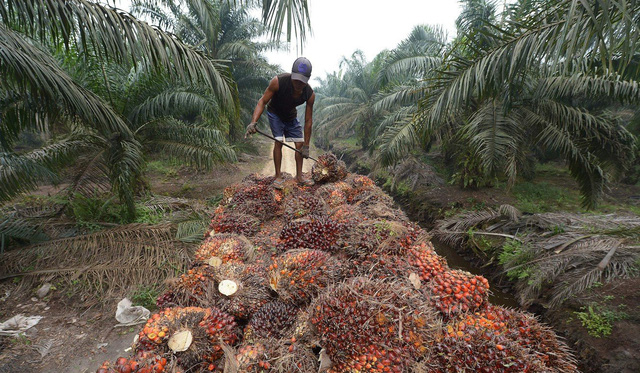 Indonesia siết chặt xuất khẩu dầu cọ - Ảnh 1.