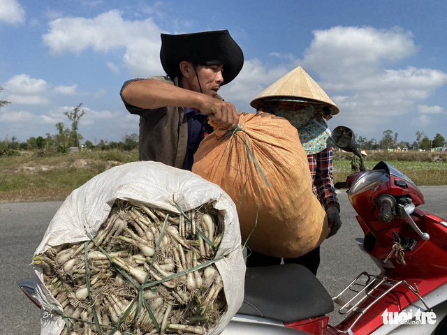 Kiệu Tết tăng giá, nông dân cười tươi như hoa - Ảnh 6.