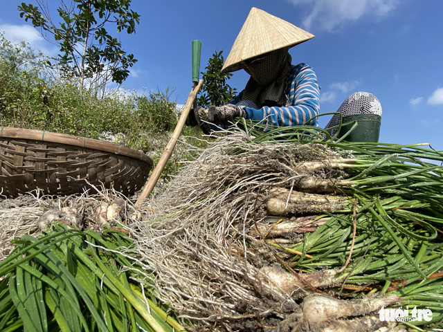 Kiệu Tết tăng giá, nông dân cười tươi như hoa - Ảnh 4.