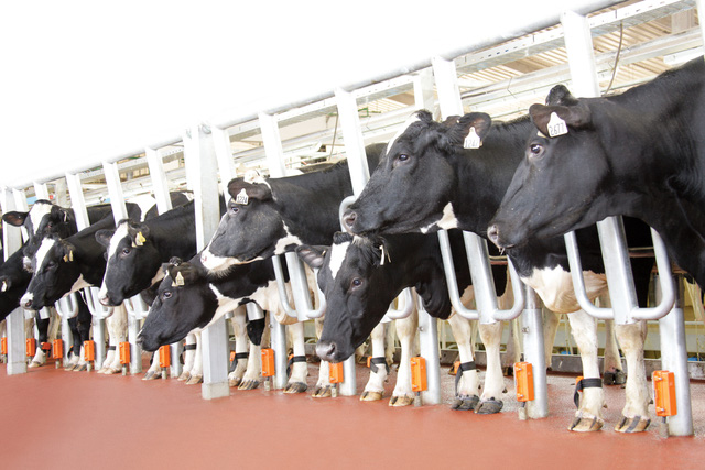 Làm giàu từ mô hình nuôi bò sữa ở Châu Thành Tiền Giang  Kỹ Thuật Nông  Nghiệp