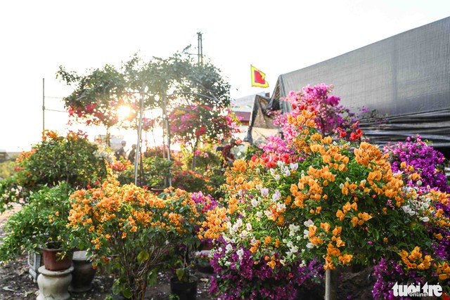 Thủ phủ hoa hồng rực rỡ trước thềm festival hoa lần đầu tiên - Ảnh 7.