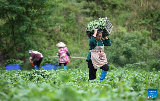 LỤC NAM Hiệu quả từ mô hình phát triển kinh tế tại HTX nông nghiệp thanh  niên Bắc Giang  Xuất bản thông tin