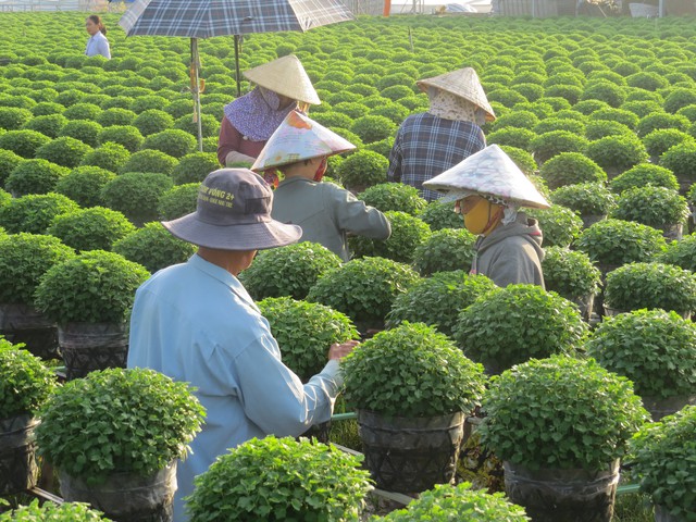 Ngành hoa kiểng rực rỡ bên dòng Sa Giang - Ảnh 2.