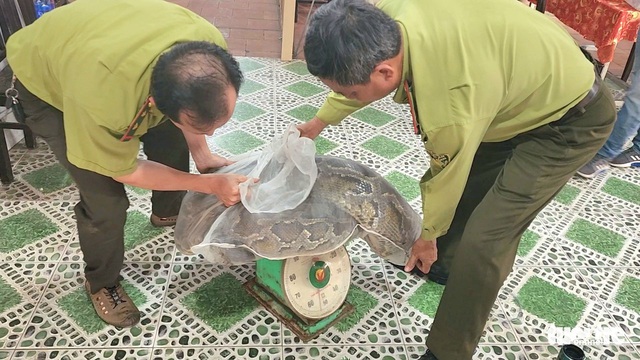 Người dân giao trăn đất cái nặng 53kg, dài hơn 5 mét cho kiểm lâm - Ảnh 2.