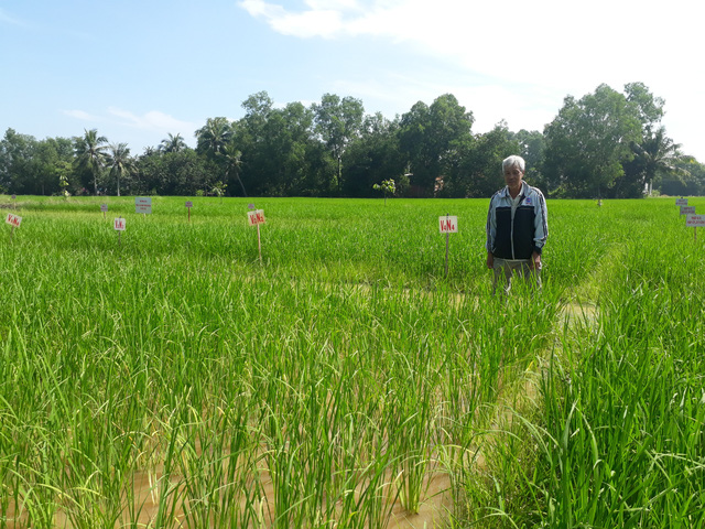 Con tôm ôm cây lúa cùng phát triển bền vững  Nhịp sống kinh tế Việt Nam   Thế giới