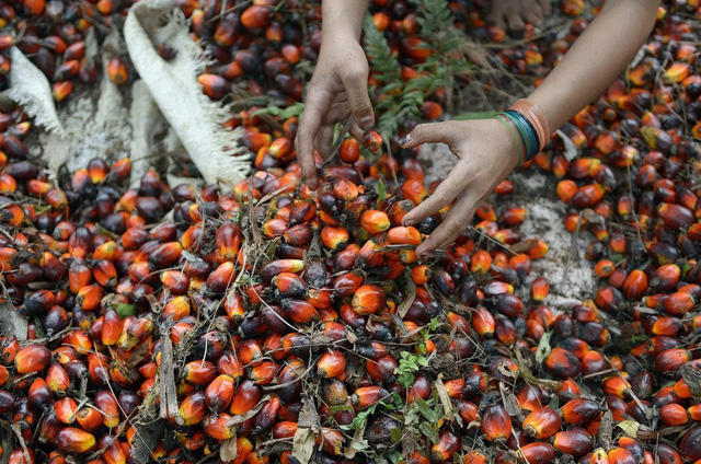 Indonesia tiếp tục siết chặt xuất khẩu dầu cọ - Ảnh 1.