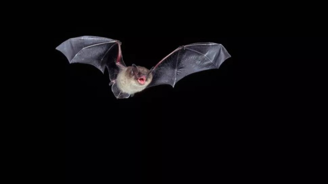 Nhiều phát hiện mới đáng lo: Virus ngày càng nguy hiểm với loài người - Ảnh 3. Nhiều phát hiện mới đáng lo: Virus ngày càng nguy hiểm với loài người - Ảnh 3.