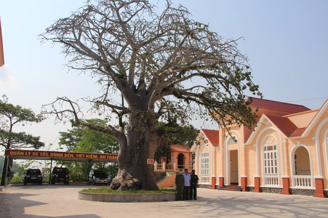 Kỳ lạ bao báp cổ thụ trên đỉnh núi ở Hà Tiên - Ảnh 1.