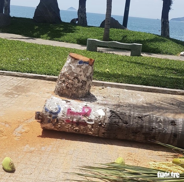 Hàng dừa ven đường biển Nha Trang bị đốn hạ, chính quyền nói gì? - Ảnh 2.