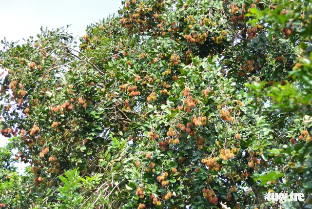 Về Long Khánh nếm đủ vị ngọt trái cây nhiệt đới - Ảnh 8.