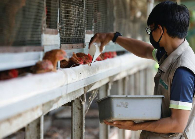 Malaysia hạn chế, Indonesia tìm cách xuất khẩu gà sang Singapore - Ảnh 1.