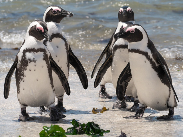 2 mô phỏng mô hình chim cánh cụt cao su mềm Lớn Thế giới động vật biển  Hoàng Đế chim cánh cụt trẻ em nhận thức khoa học và giáo dục 