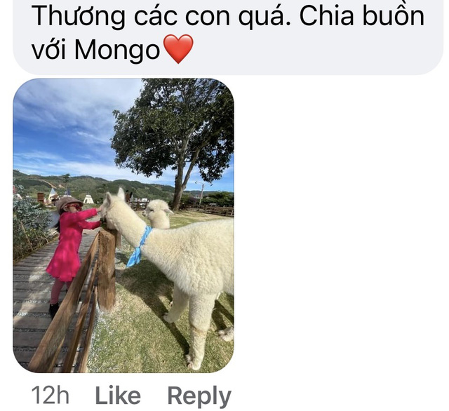 4 chú lạc đà Alpaca ở Đà Lạt chết đột ngột gây bàng hoàng - Ảnh 4.