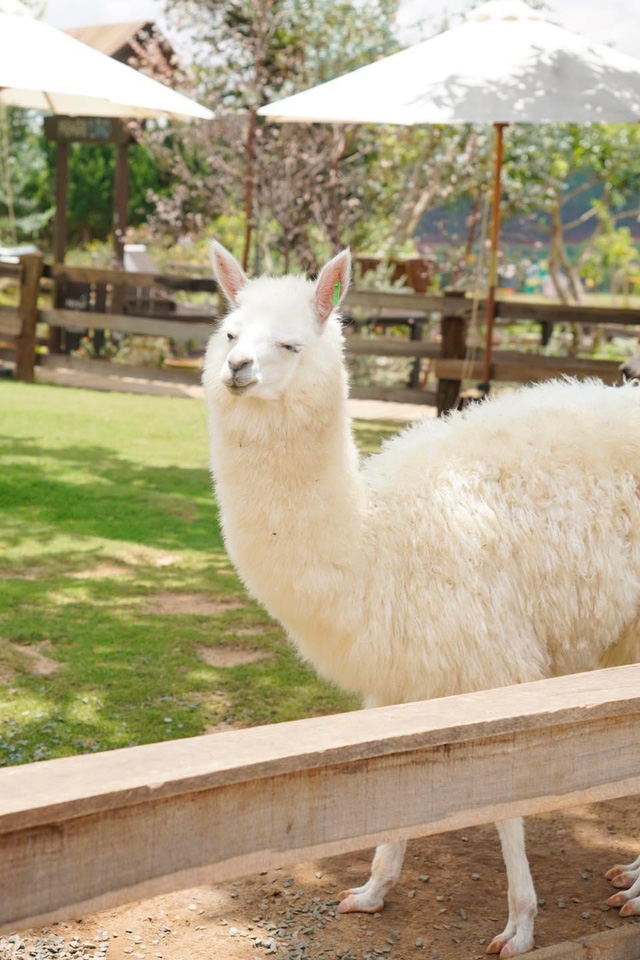 4 lạc đà alpaca ở Đà Lạt mất mạng, gen Z bảo nhau không cho thú ăn đồ lạ - Ảnh 1.