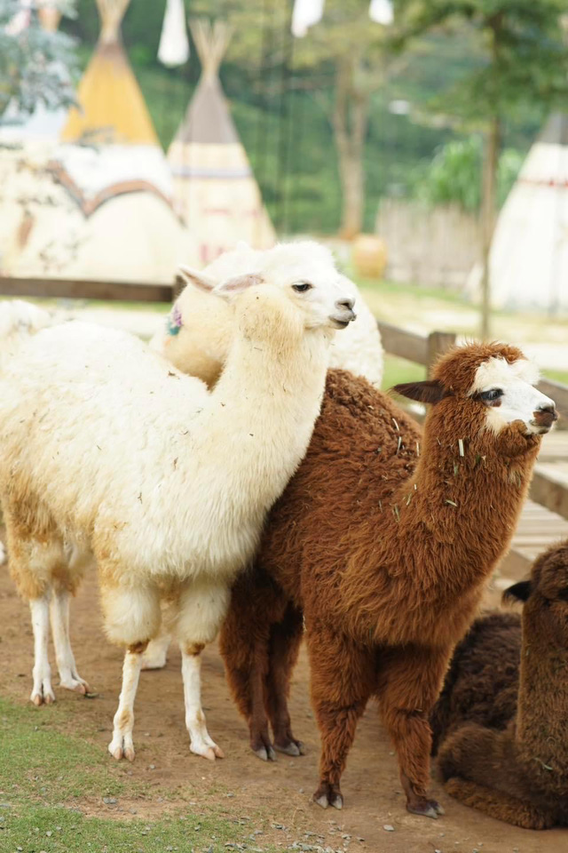 4 lạc đà alpaca ở Đà Lạt mất mạng, gen Z bảo nhau không cho thú ăn đồ lạ - Ảnh 2.