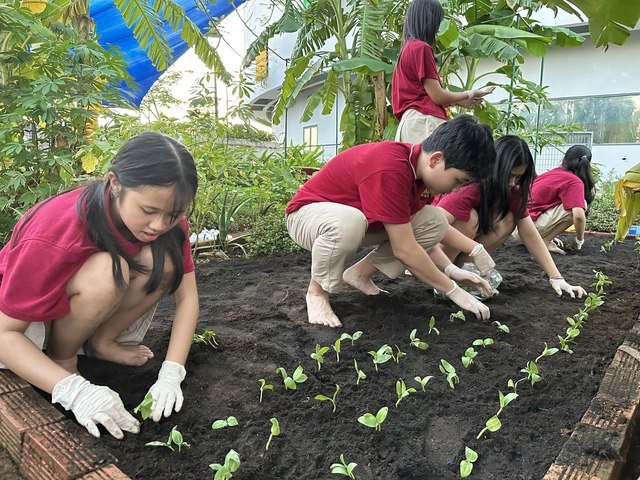 Khám phá vườn rau ngay trong lớp học của Trường quốc tế Việt Úc (VAS)