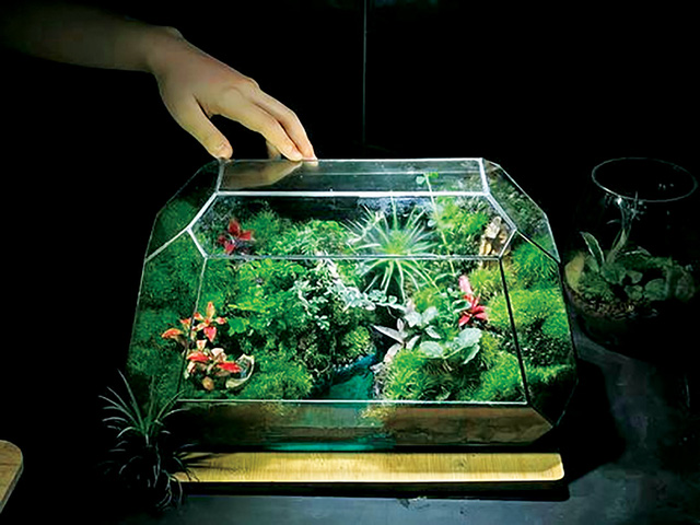 Khu vườn tí hon trong hộp kính với thú chơi Terrarium- Ảnh 4.