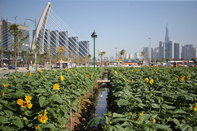 Hoa hướng dương bắt đầu nở rộ tại công viên bờ sông Sài Gòn- Ảnh 2.