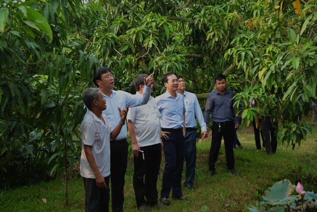 Đồng Tháp với chuỗi ngành hàng xoài chất lượng cao - Ảnh 2.