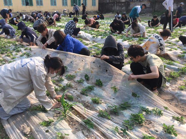Teen Trường cấp III Nông nghiệp (Nam Định) học làm nông theo kiểu Nhật - Ảnh 1.