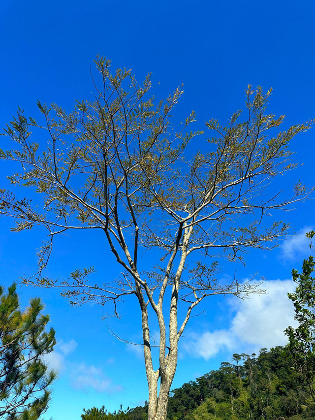 Trekking cùng thú cưng, cô bạn Đắk Lắk chinh phục đỉnh Chư Yang Lak cao 1.634 mét- Ảnh 7.