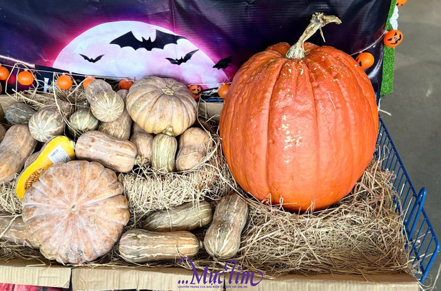 Săn bí decor mùa Halloween- Ảnh 3.