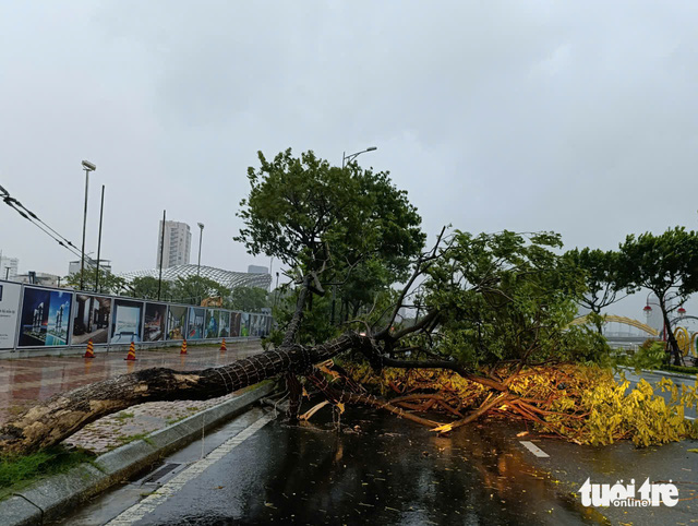 Sóng to, cây gãy nhiều nơi ở miền Trung do bão Trà Mi - Ảnh 1.