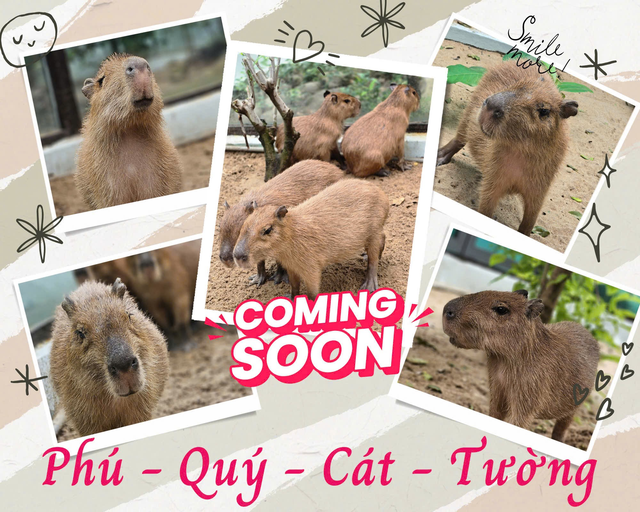 'Nhóm nhạc' capybara 4 thành viên chính thức debut tại Thảo cầm viên từ 3-1- Ảnh 1.