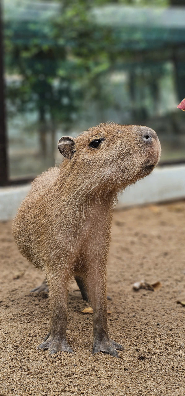 'Nhóm nhạc' capybara 4 thành viên chính thức debut tại Thảo cầm viên từ 3-1- Ảnh 2.