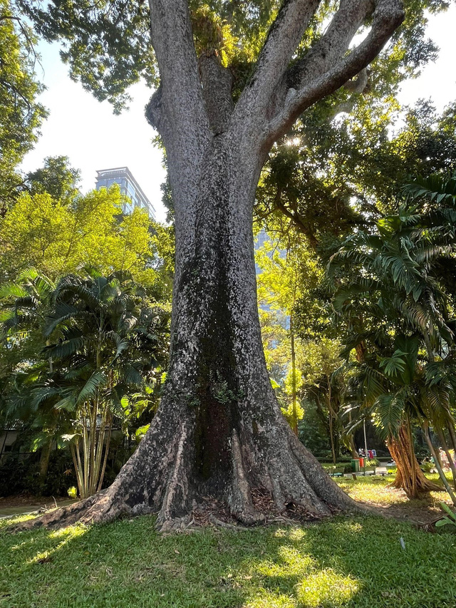 8 'huyền thoại xanh' của Thảo cầm viên được công nhận là cây di sản - Ảnh 4.